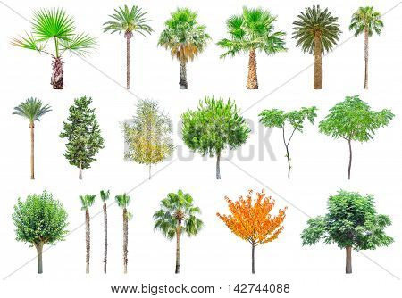 Set of different trees isolated on white background. File contains a clipping path.