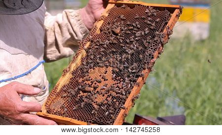 Beekeeper working with honeycombs frame on summer