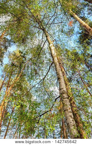 Bottom view of tall old trees i mixed deciduous-coniferous forest with birch in the foreground Eastern Europe Ukraine