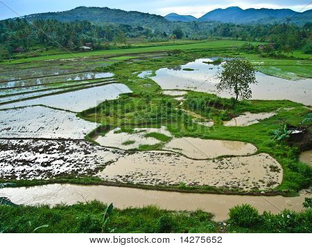 แผ่นดินข้าว