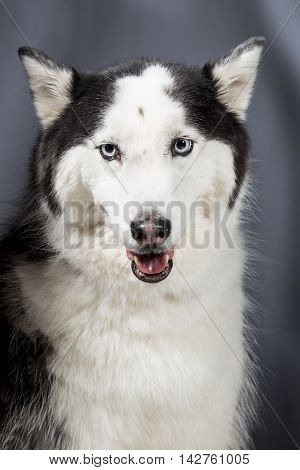 Cute Alaskan Malamute Husky breed dog standing and smiling.