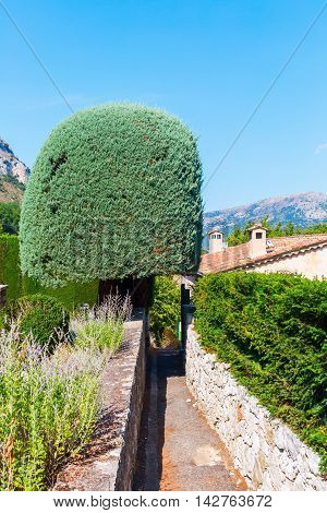 topiary tree in the mountain village Gourdon Provence France. Gourdon is listed under the most beautiful villages of France