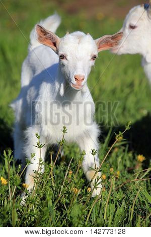 Goatling On A Meadow