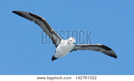 Young Northern Gannet (morus Bassanus) In Flight