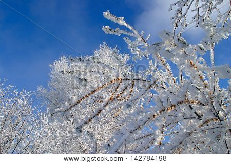 Buckthorn Branches With Hoarfrost