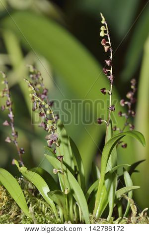 Fly Carrying Stelis Orchid - Stelis muscifera From Trinidad Venezuela and Ecuador