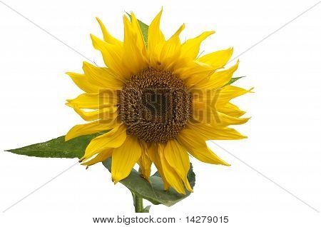 Sunflower Flower On A White Background