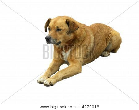 Lying Red Dog On A White Background