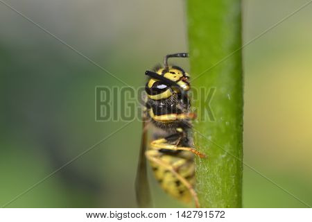 owl sitting on a green stalk of a flower