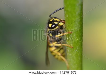 owl sitting on a green stalk of a flower
