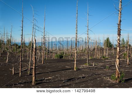 Tolbachik dead forest, a silent witness of a disaster, Kamchatka, Russia