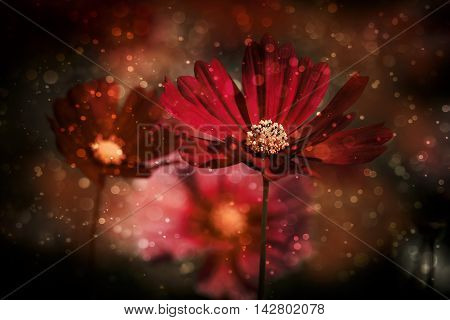 Red cosmos flowr on vintage-retro style for background (selective focus)