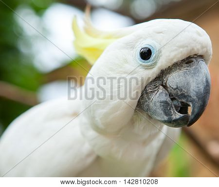 Sulphur-crested cockatoo close up a curious white parrot