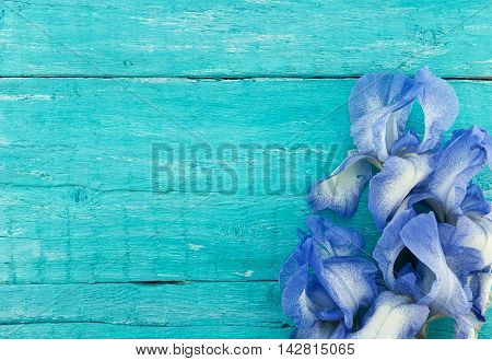 Iris Flowers On Turquoise Rustic Wooden Background With Empty Space For Greeting Message. Mother's D