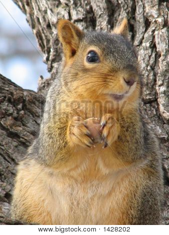 Белка с жёлудь