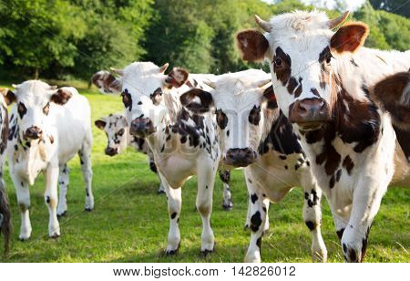 Norman cow grazing in green pastures of France