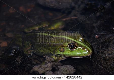 Frog. Green river dweller . Eyes. Toad in water