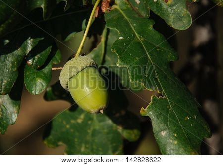 Green Tree. Oak. Acorn on the branches .