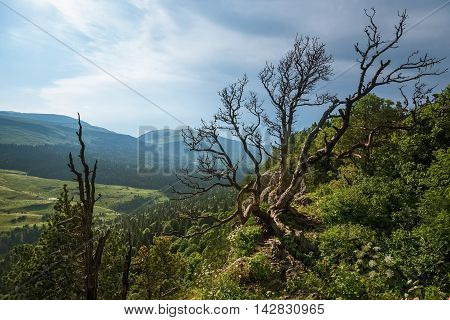 Beautiful landscape with lonely tree and subalpine mountain meadow and forest in Caucasus, Russia
