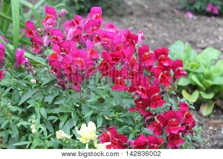 deep raspberry color in summer full bloom flowers call snapdragon grow in pompous bush in garden