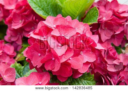 Beautiful Pink hydranges in the garden close up