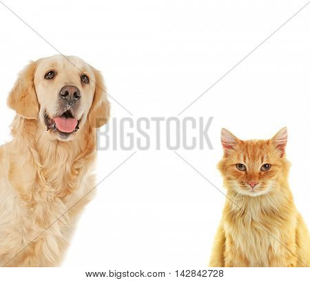 Cute dog and adorable cat on white background. Space for text.