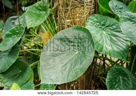 Elefant ear plant Araceae Tropical with great green leafs