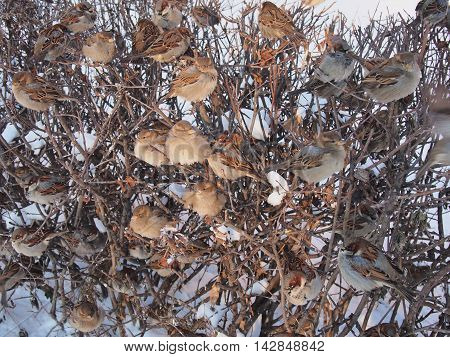 A flock of sparrows sitting on the branches of a bush. Winter and cold.