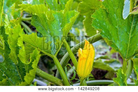 Closeup of the edible budding yellow flower of a courgette plant in the field of a specialized organic open field nursery in the Netherlands. It is a sunny summer day.