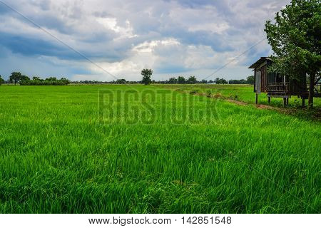 Rice Cornfield with the nice sky Phichit Thailand