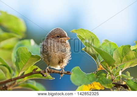 Baby whitethroat sitting on the branch blue background (Common Whitethroat - Sylvia communis)