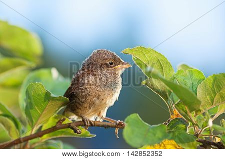 Baby whitethroat sitting on the branch (Common Whitethroat - Sylvia communis)