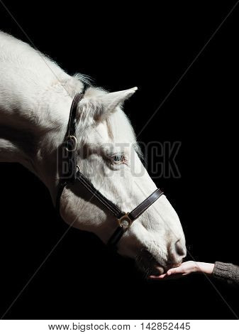 White horse touching human hand with snout close up isolated on black