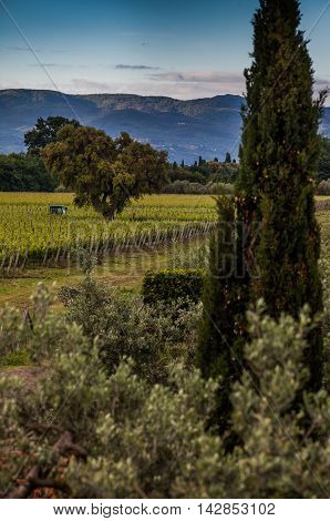 Processing and care of the vineyards in Tuscany of red and white wine in Bolgheri province of Leghorn
