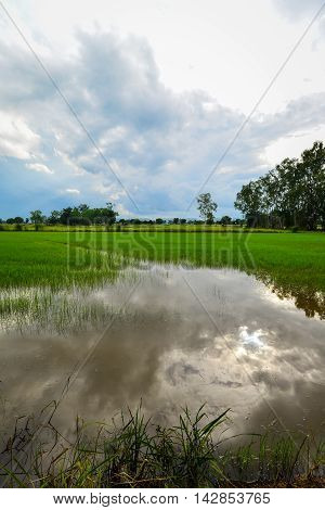 Rice Cornfield with the nice sky Phichit Thailand
