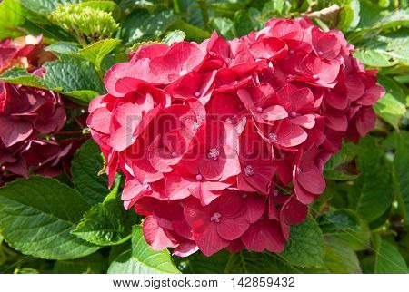 Beautiful hydranges in the garden on a sunny day
