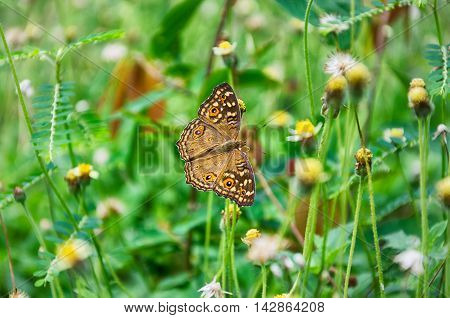 A butterfly on tiny yellow flower and green grass background