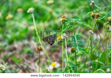 Cute White-banded Awl on a tiny yellow flora