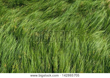 Cocograss close up beautiful green Nut grass pattern from garden