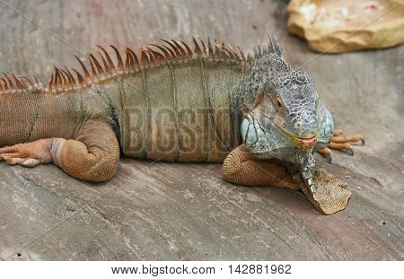 Iguana looking at the camera. National Botanic Garden of Ukraine