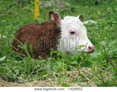 Hereford kalv