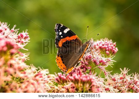 The butterfly of Vanessa atalanta drinks flower nectar