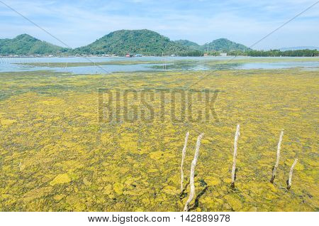 Algal bloom in a tropical ocean and fishing village Thailand