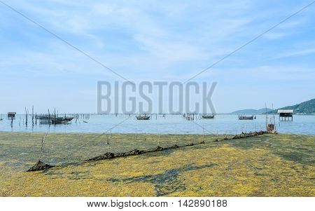 Algal bloom in a tropical ocean and marine fish farming Thailand