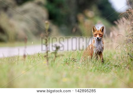 Amsterdam waterleidingduinen there is a family of red foxes in close up