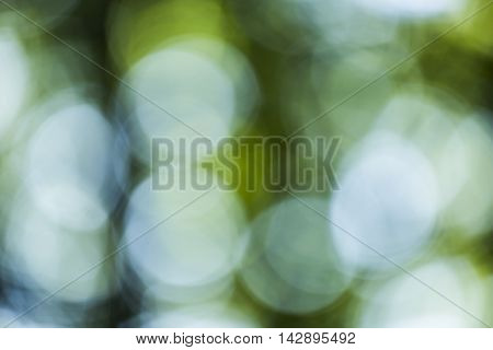 Bokeh Background In Forrest