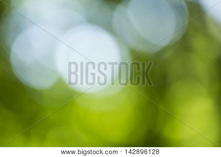 Bokeh Background In Forrest