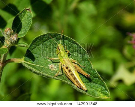 Grasshopper on leaf on meadow in wild nature