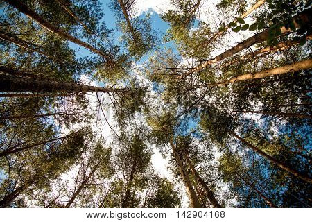 Tall pines against the blue sky with clouds. Summer sunny day in the forest