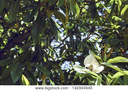 Magnolia grandiflora, species is a disjunct distribution, with a main centre in east and southeast Asia.